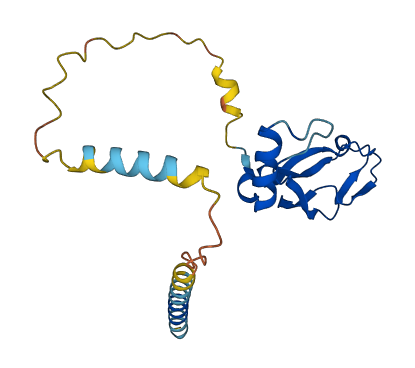 NRTN 3D structure