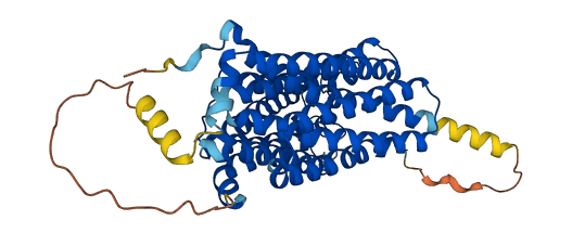 SLC29A1 3D structure