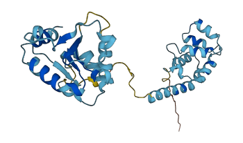 MYD88 3D structure