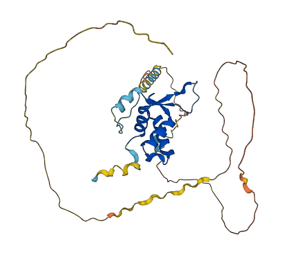 FOXB1 3D structure
