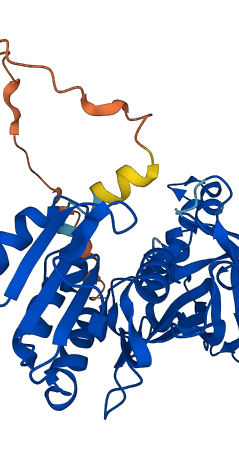 PRMT1 3D structure