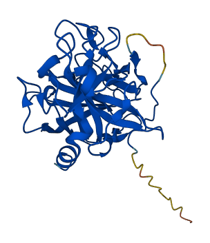 CTRC 3D structure