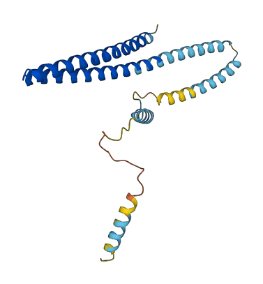 Chmp1b1 3D structure