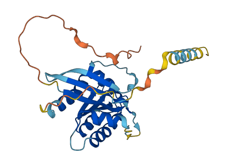 RASL11B 3D structure