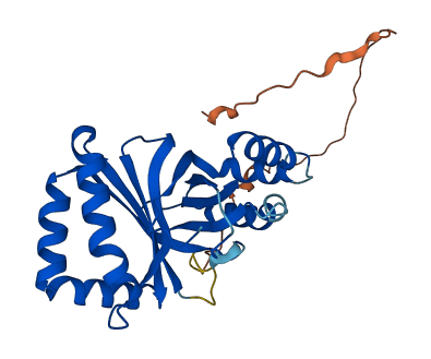 NIPSNAP1 3D structure