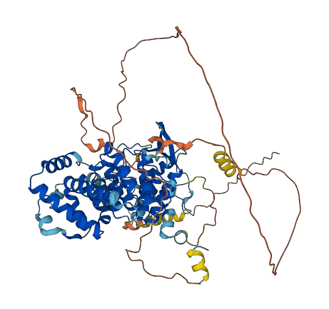 TCF25 3D structure