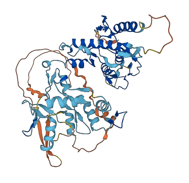 HINFP 3D structure