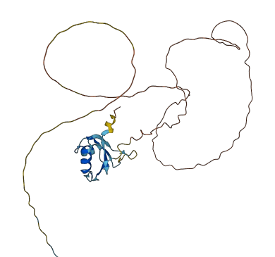 SRSF8 3D structure