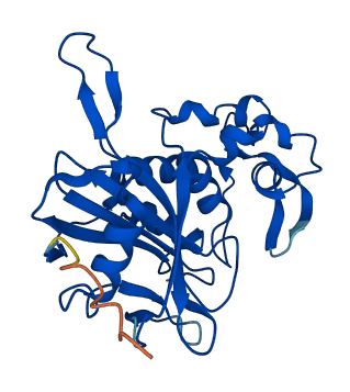 CFAP300 3D structure