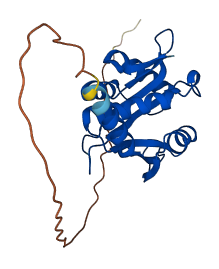 NAA11 3D structure