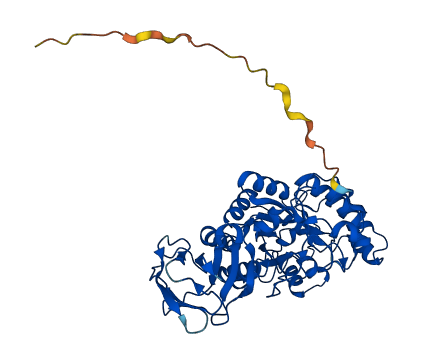 FUCA2 3D structure