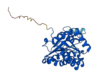 DHRS4 3D structure