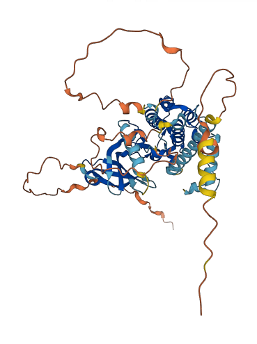 MKNK1 3D structure
