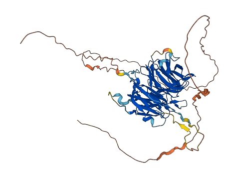 WRAP53 3D structure