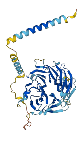 WDR18 3D structure