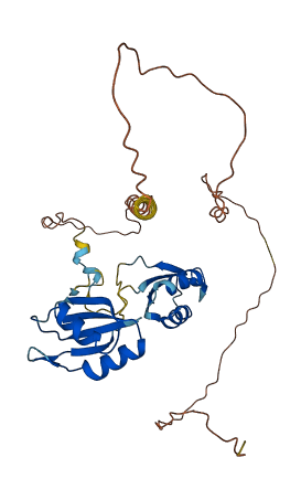 RBM4 3D structure