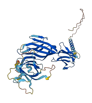 TAPBPL 3D structure