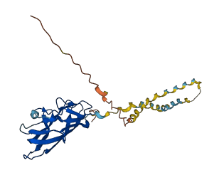 C1QTNF5 3D structure