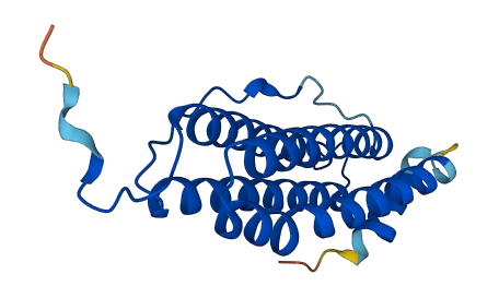 FTHL17 3D structure