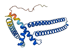 DGCR6L 3D structure