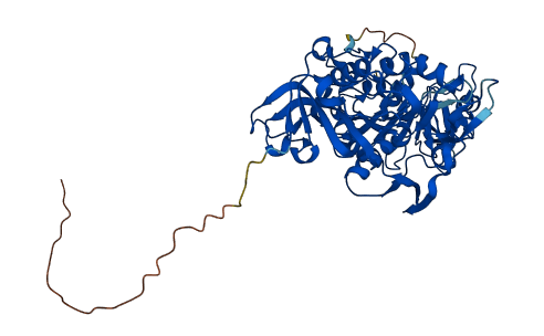 OXCT2 3D structure