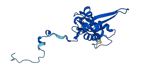 MRPL13 3D structure