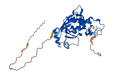 MRPL4 3D structure