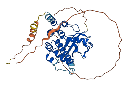 ANKRD60 3D structure