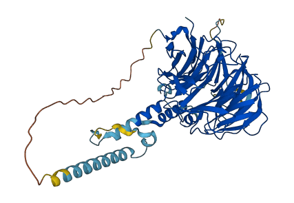 TBL1XR1 3D structure