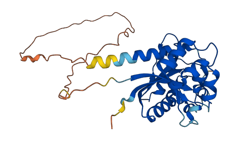 NMNAT2 3D structure