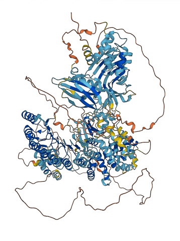 NLRP1 3D structure