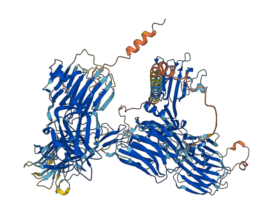 CNTNAP4 3D structure