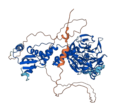 KLHL4 3D structure