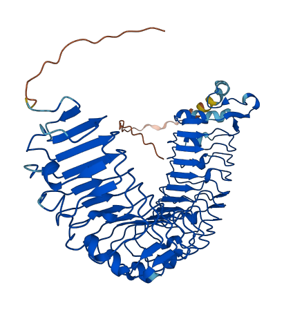 Nepn 3D structure