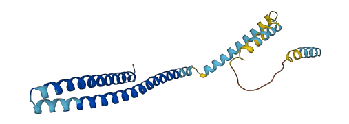 Chmp1b2 3D structure