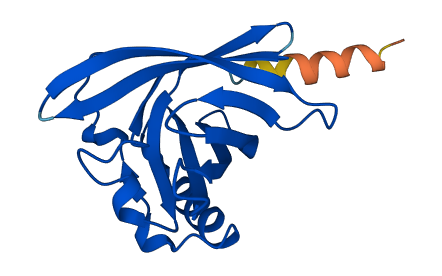 Obp1a 3D structure