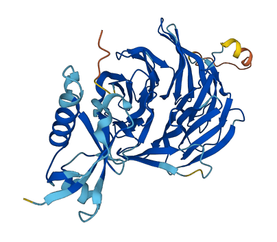 WDR12 3D structure