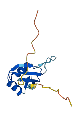 SLIRP 3D structure