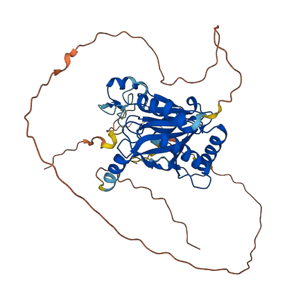 EGLN1 3D structure