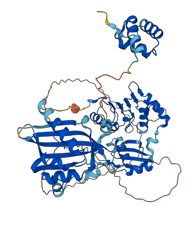 NXF2 3D structure