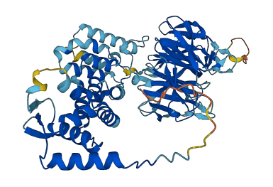 KLHL25 3D structure