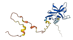 SIRPD 3D structure