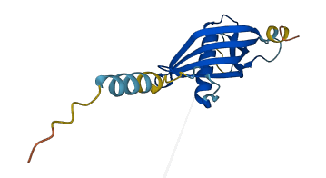 CSTL1 3D structure