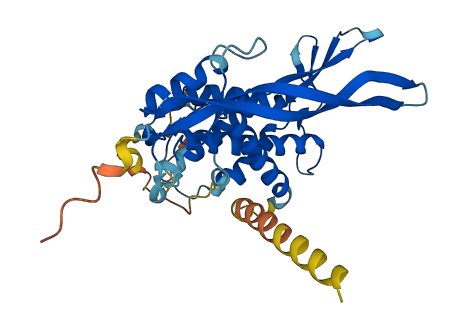 WNT8A 3D structure