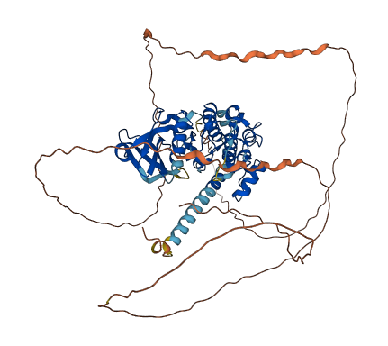 MYLK2 3D structure