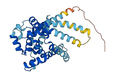 SLC25A51 3D structure