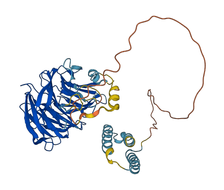 WDR13 3D structure