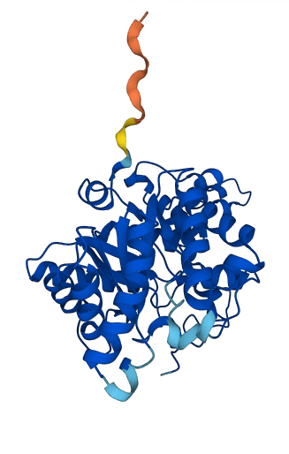 BHMT2 3D structure