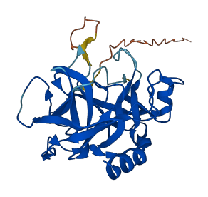 KLK15 3D structure