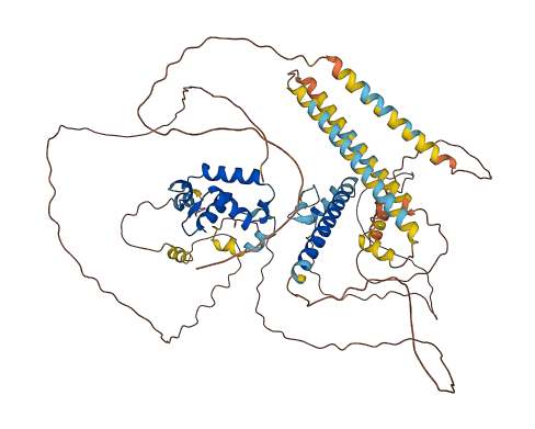FOXP1 3D structure